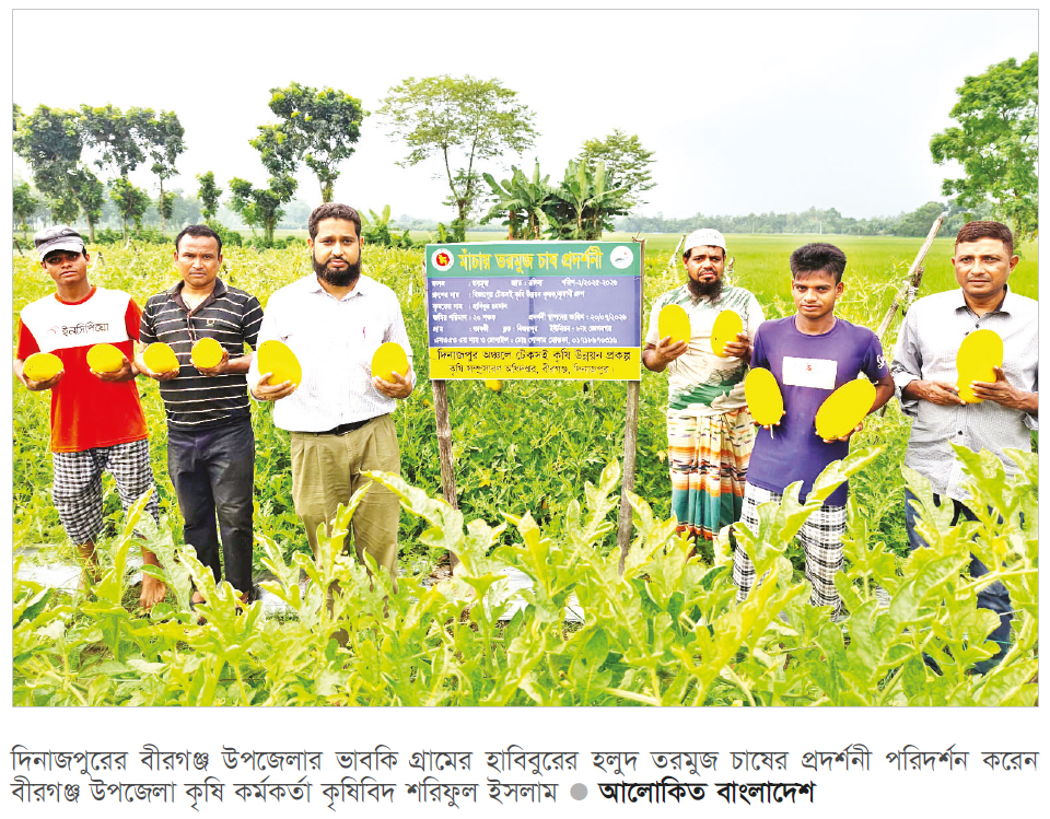 বীরগঞ্জে হলুদ তরমুজ চাষে সাফল্য বীরগঞ্জে হলুদ তরমুজ চাষে সাফল্য