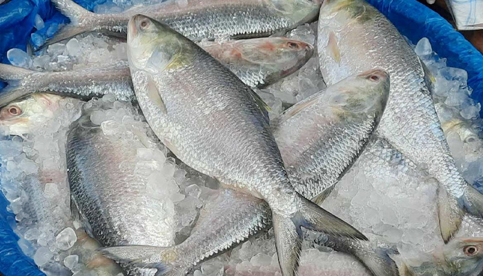 ভারত থেকে আমদানি করা হচ্ছে ইলিশ ভারত থেকে আমদানি করা হচ্ছে ইলিশ