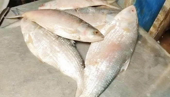 প্রথমবার বাংলাদেশে আসলো ‘স্বাদ-গন্ধহীন’ গুজরাটি ইলিশ প্রথমবার বাংলাদেশে আসলো ‘স্বাদ-গন্ধহীন’ গুজরাটি ইলিশ