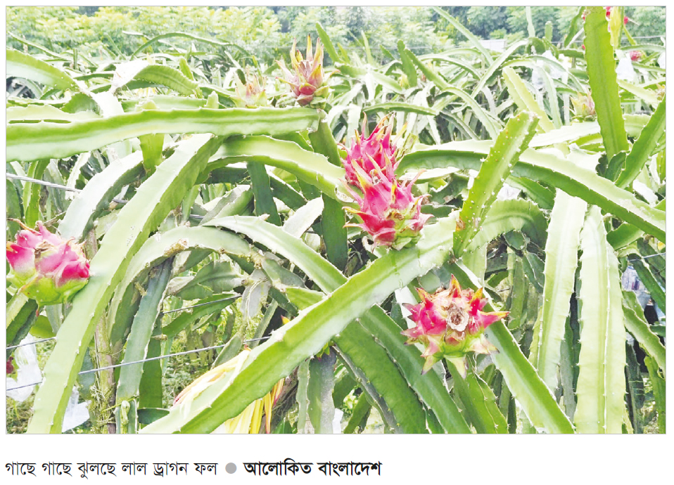 ড্রাগন চাষে সফল মাগুরার ইব্রাহীম ড্রাগন চাষে সফল মাগুরার ইব্রাহীম
