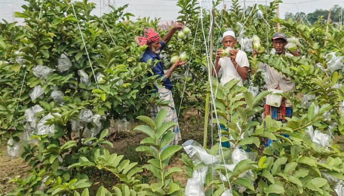 সিরাজগঞ্জে পেয়ারার বাম্পার ফলন, হাসি কৃষকের মুখে সিরাজগঞ্জে পেয়ারার বাম্পার ফলন, হাসি কৃষকের মুখে