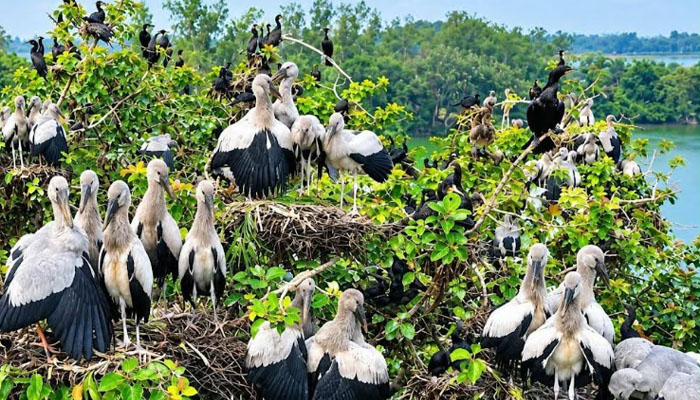 সিরাজগঞ্জে শীতের শুরুতেই অতিথি পাখির কলরব সিরাজগঞ্জে শীতের শুরুতেই অতিথি পাখির কলরব