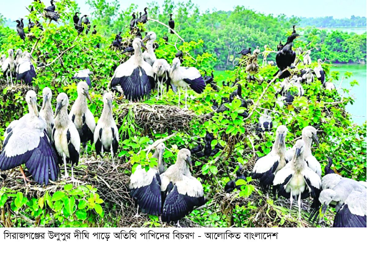 সিরাজগঞ্জে শীতের শুরুতেই অতিথি পাখির কলরব সিরাজগঞ্জে শীতের শুরুতেই অতিথি পাখির কলরব