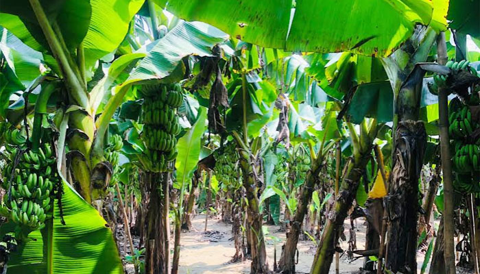 টাঙ্গাইলে বাড়ছে কলার চাষ, ঘুরছে গ্রামীণ অর্থনীতির চাকা টাঙ্গাইলে বাড়ছে কলার চাষ, ঘুরছে গ্রামীণ অর্থনীতির চাকা