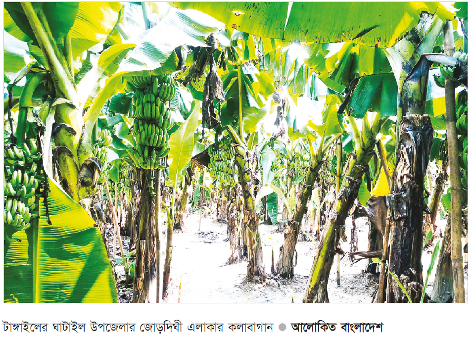 কলা চাষে ঘুরছে গ্রামীণ অর্থনীতির চাকা কলা চাষে ঘুরছে গ্রামীণ অর্থনীতির চাকা