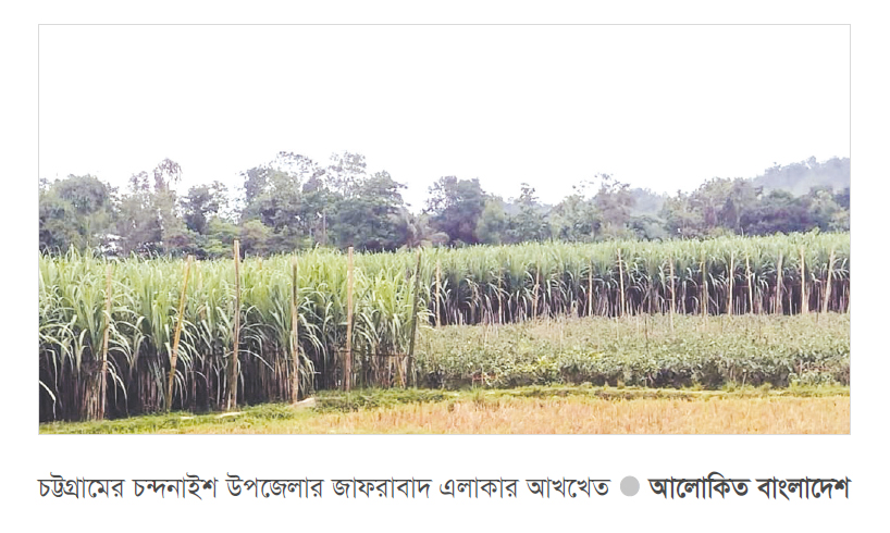 চন্দনাইশে আখ চাষিরা লাভবান চন্দনাইশে আখ চাষিরা লাভবান