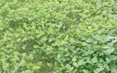 রাজগঞ্জে আগাম মাসকালাই চাষে বাম্পার ফলনের আশা রাজগঞ্জে আগাম মাসকালাই চাষে বাম্পার ফলনের আশা