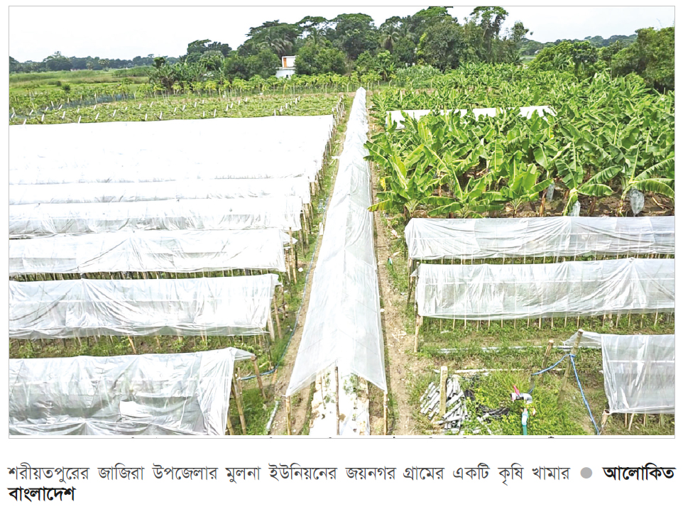 শরীয়তপুরে মালচিং পদ্ধতি কৃষিতে নতুন সম্ভাবনা শরীয়তপুরে মালচিং পদ্ধতি কৃষিতে নতুন সম্ভাবনা
