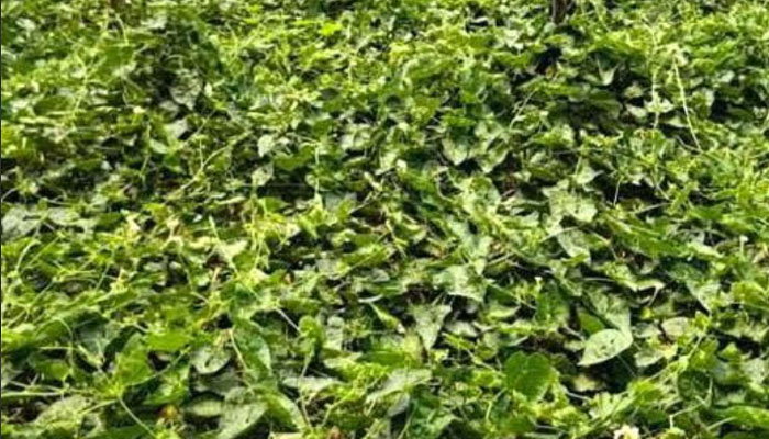 সিরাজগঞ্জে গ্রীষ্মকালীন সবজি চাষে ফিরছে কৃষকের স্বচ্ছলতা সিরাজগঞ্জে গ্রীষ্মকালীন সবজি চাষে ফিরছে কৃষকের স্বচ্ছলতা