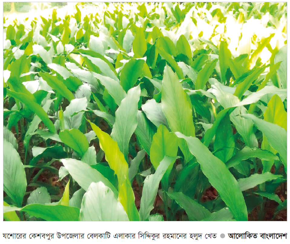 কেশবপুরে হলুদ চাষে আগ্রহ বাড়ছে কেশবপুরে হলুদ চাষে আগ্রহ বাড়ছে