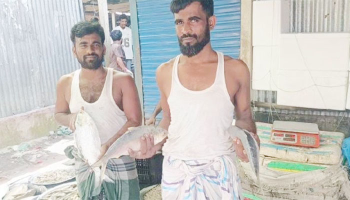 চাঁদপুরে আড়াই মণ আলুর দামে এক কেজি ইলিশ চাঁদপুরে আড়াই মণ আলুর দামে এক কেজি ইলিশ