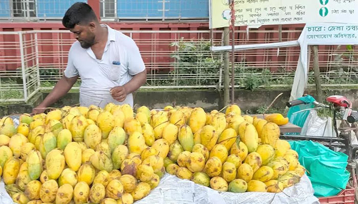 আশ্বিনেও দিনাজপুরের বাজারে কাটিমন আম, ক্রেতাদের সংশয় আশ্বিনেও দিনাজপুরের বাজারে কাটিমন আম, ক্রেতাদের সংশয়