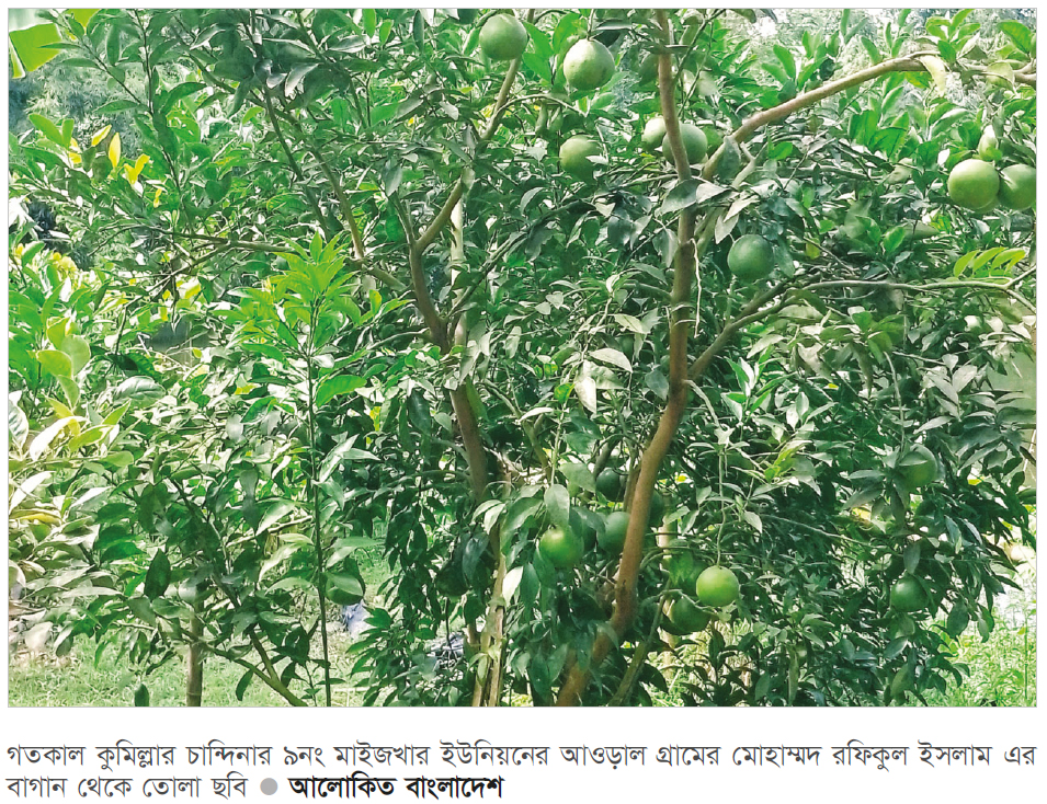 চান্দিনায় রফিক মিয়ার ফল বাগানে দেশি-বিদেশি ফলের বিপুল সমাহার চান্দিনায় রফিক মিয়ার ফল বাগানে দেশি-বিদেশি ফলের বিপুল সমাহার