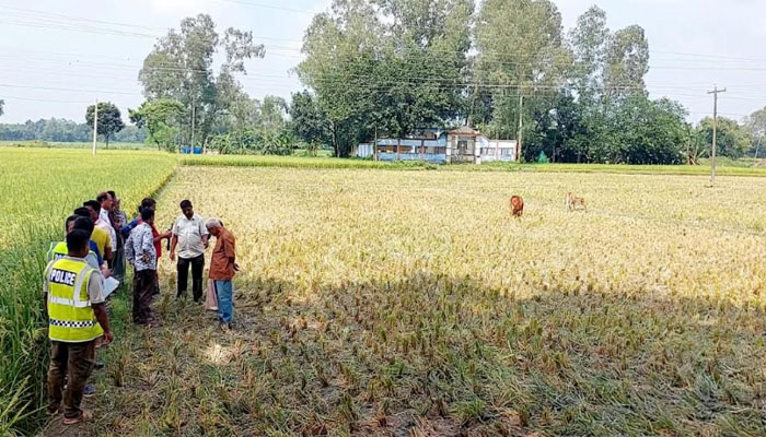 বীরগঞ্জে রাতের আঁধারে জমির ধান কেটে নেওয়ার অভিযোগ বীরগঞ্জে রাতের আঁধারে জমির ধান কেটে নেওয়ার অভিযোগ