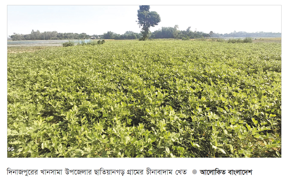 চীনাবাদাম চাষে ঝুঁকছেন কৃষক চীনাবাদাম চাষে ঝুঁকছেন কৃষক