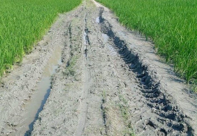 সিরাজগঞ্জে মাত্র ২ কিলোমিটার কাঁচা সড়ক পাকা না করায় চরম ভোগান্তি সিরাজগঞ্জে মাত্র ২ কিলোমিটার কাঁচা সড়ক পাকা না করায় চরম ভোগান্তি
