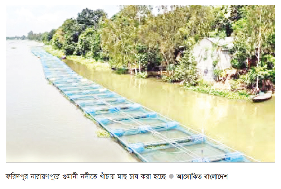 নদীতে খাঁচায় মাছ চাষে সাফল্য নদীতে খাঁচায় মাছ চাষে সাফল্য