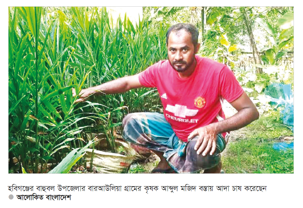 বস্তায় আদা চাষে লাভবান কৃষক বস্তায় আদা চাষে লাভবান কৃষক