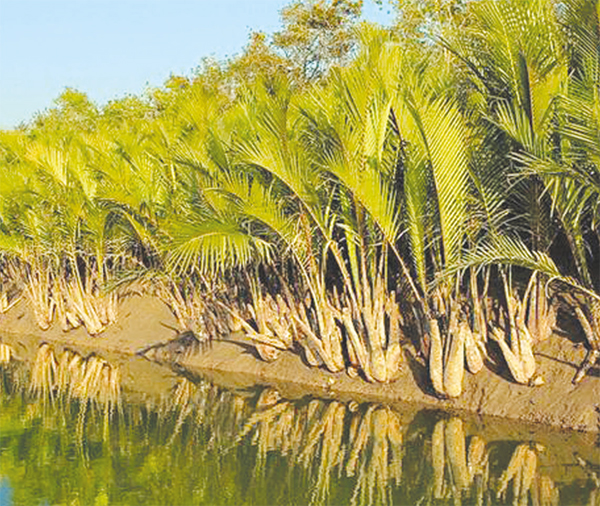 সুন্দরবন আমাদের গর্ব সুন্দরবন আমাদের গর্ব