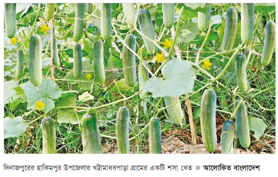 হাকিমপুরে শসা চাষে লাভবান কৃষক হাকিমপুরে শসা চাষে লাভবান কৃষক