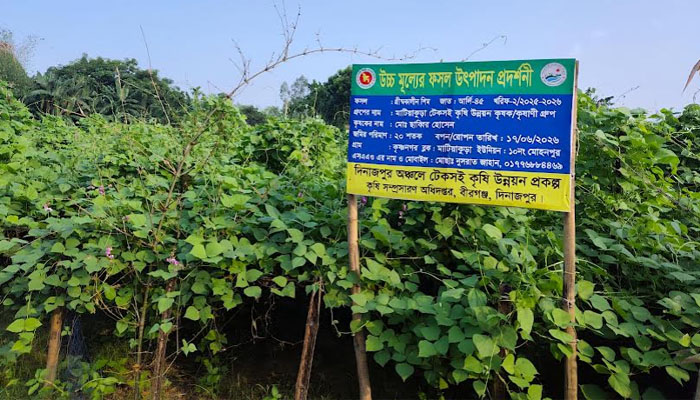 বীরগঞ্জে গ্রীষ্মকালীন শিমের বাম্পার ফলন, লাভের আশায় কৃষক বীরগঞ্জে গ্রীষ্মকালীন শিমের বাম্পার ফলন, লাভের আশায় কৃষক