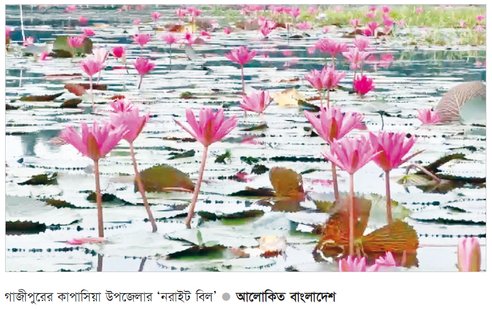 সৌন্দর্যের পাশাপাশি অর্থের জোগান দেয় লাল শাপলার বিল সৌন্দর্যের পাশাপাশি অর্থের জোগান দেয় লাল শাপলার বিল