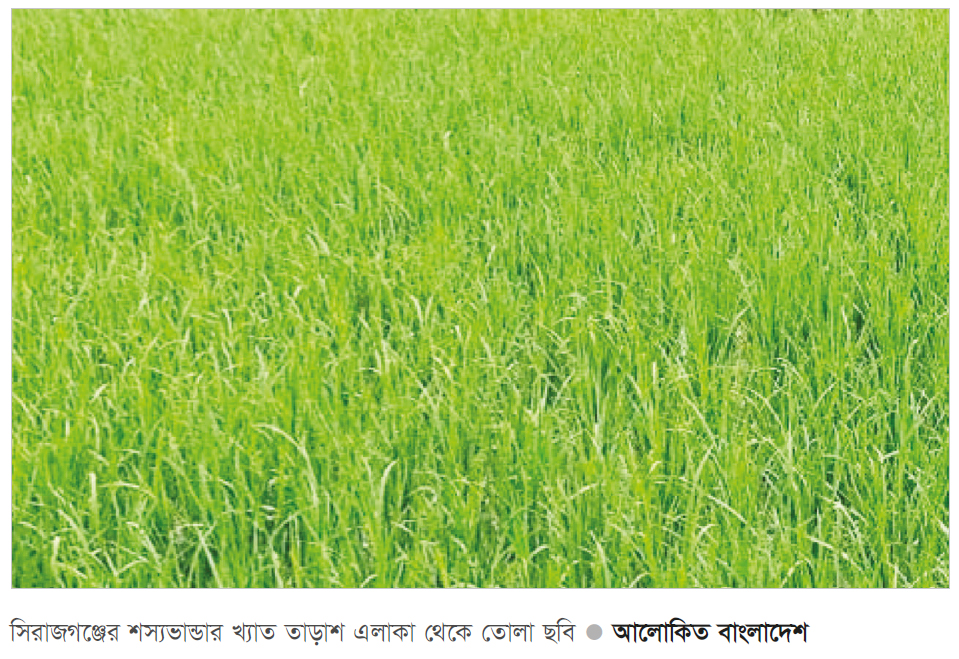 সিরাজগঞ্জে রোপা আমন ধান চাষে ভালো ফলনের আশা সিরাজগঞ্জে রোপা আমন ধান চাষে ভালো ফলনের আশা