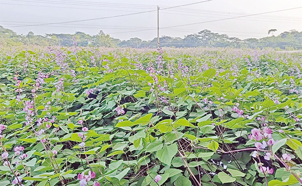 শীতকালীন সবজি শীতকালীন সবজি