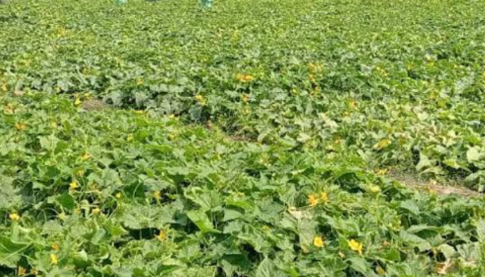 সিরাজগঞ্জে আগাম শীতকালীন ক্ষীরা চাষে বাম্পার ফলনের আশা সিরাজগঞ্জে আগাম শীতকালীন ক্ষীরা চাষে বাম্পার ফলনের আশা