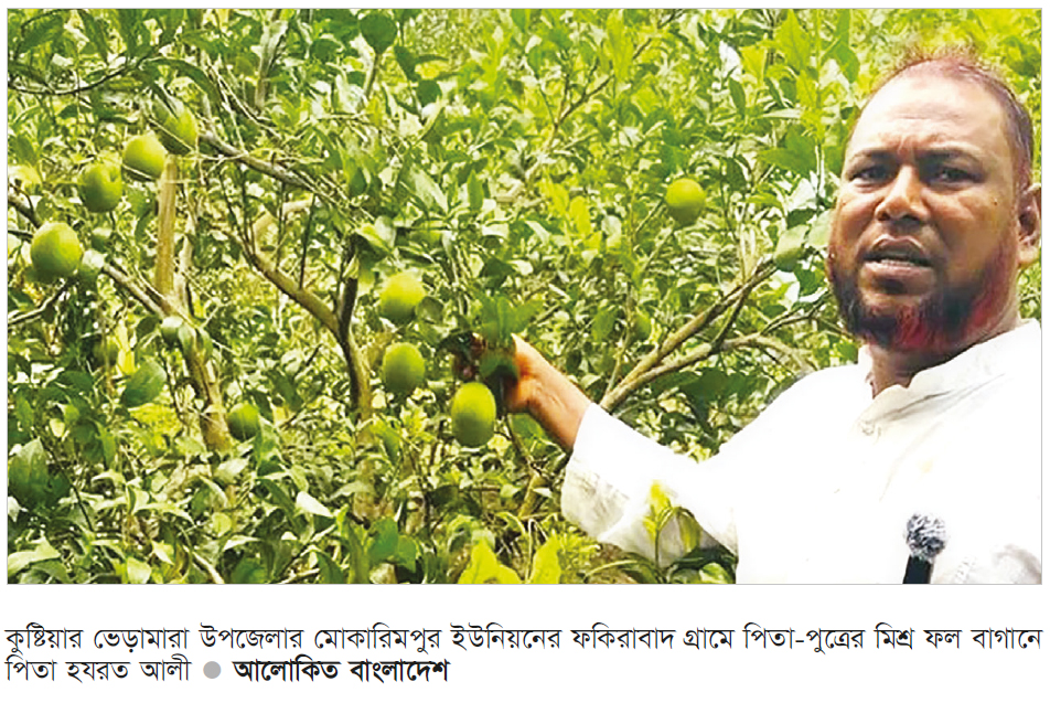 কুষ্টিয়ায় মিশ্র ফল বাগান করে পিতা-পুত্রের সাফল্য কুষ্টিয়ায় মিশ্র ফল বাগান করে পিতা-পুত্রের সাফল্য