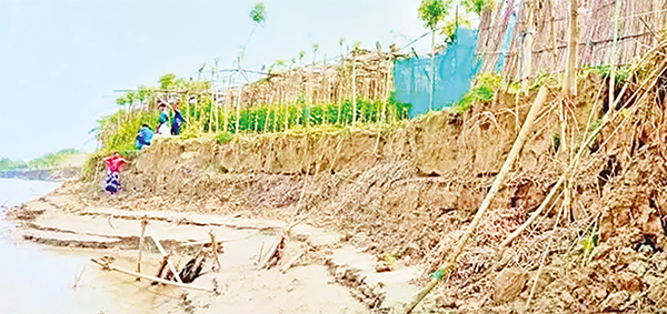কুষ্টিয়ায় পদ্মার ভাঙনে ২০০ একর জমি বিলীন কুষ্টিয়ায় পদ্মার ভাঙনে ২০০ একর জমি বিলীন