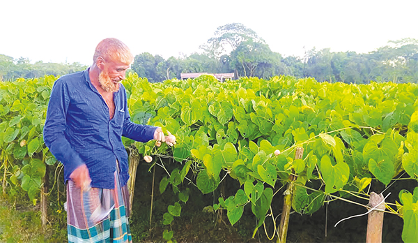 দিনাজপুরে বাণিজ্যিক ভিত্তিতে গাছ আলু চাষে সফলতা দিনাজপুরে বাণিজ্যিক ভিত্তিতে গাছ আলু চাষে সফলতা