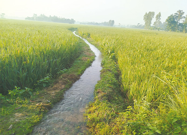 বৃষ্টির অভাবে বাড়তি ব্যয় আমন চাষিরা বিপাকে বৃষ্টির অভাবে বাড়তি ব্যয় আমন চাষিরা বিপাকে
