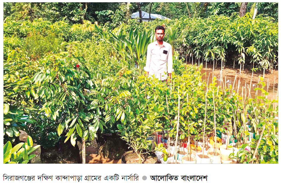সিরাজগঞ্জে শতাধিক নার্সারি ফিরছে সচ্ছলতা সিরাজগঞ্জে শতাধিক নার্সারি ফিরছে সচ্ছলতা