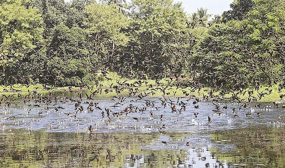 জাহাঙ্গীরনগর ক্যাম্পাসে শীতের পাখি রক্ষায় বহিরাগতদের প্রবেশ নিষিদ্ধ জাহাঙ্গীরনগর ক্যাম্পাসে শীতের পাখি রক্ষায় বহিরাগতদের প্রবেশ নিষিদ্ধ