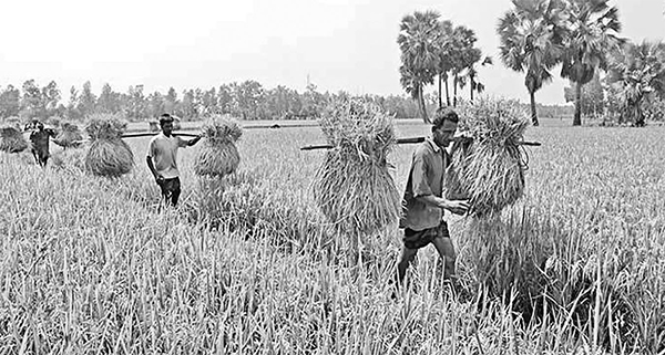 খাদ্য নিরাপত্তা শুধু কৃষির বিষয় নয় জাতীয় অর্থনীতিরও প্রশ্ন খাদ্য নিরাপত্তা শুধু কৃষির বিষয় নয় জাতীয় অর্থনীতিরও প্রশ্ন