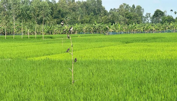 পোকা দমনে পাখিই ভরসা, রংপুরে বাড়ছে পার্চিং পদ্ধতি পোকা দমনে পাখিই ভরসা, রংপুরে বাড়ছে পার্চিং পদ্ধতি