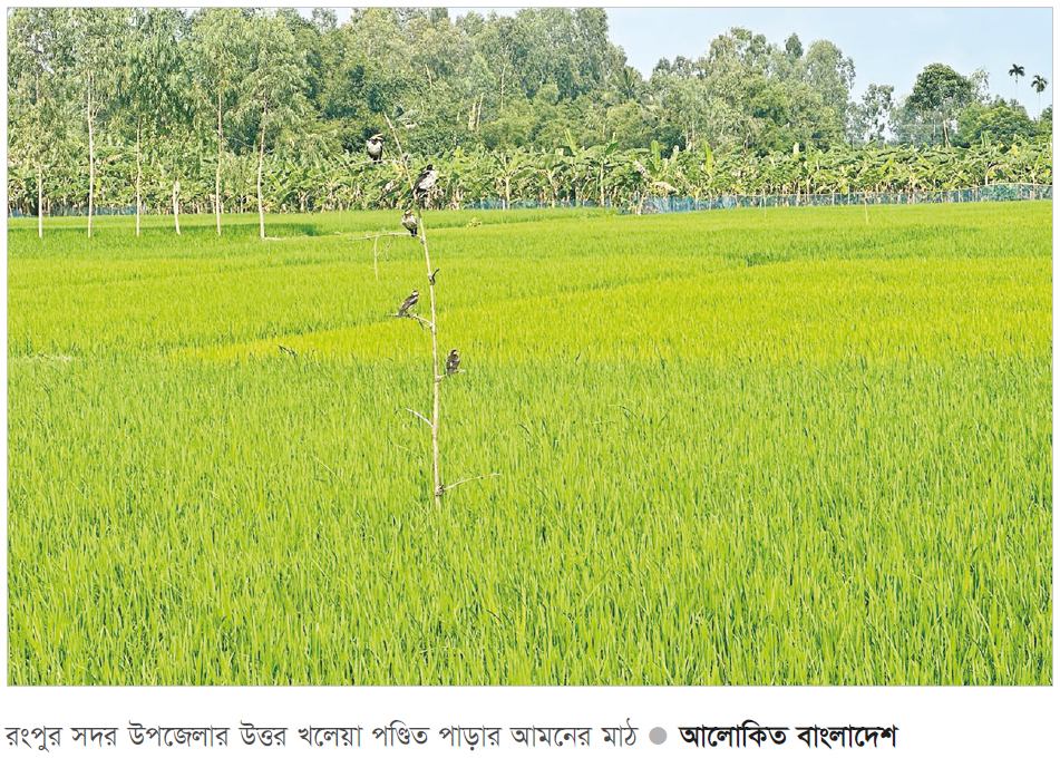 পাখিই রক্ষা করছে রোপা আমন ধান পাখিই রক্ষা করছে রোপা আমন ধান