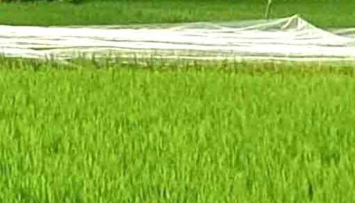 সিরাজগঞ্জে ধানের বাম্পার ফলনের আশা, পাখি ঠেকাতে নেট সিরাজগঞ্জে ধানের বাম্পার ফলনের আশা, পাখি ঠেকাতে নেট