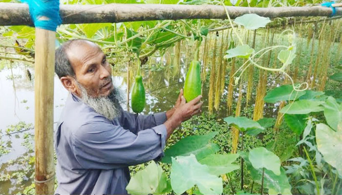 লাউ চাষে ভাগ্য বদলের স্বপ্ন কাউনিয়ার মোক্তার আলীর লাউ চাষে ভাগ্য বদলের স্বপ্ন কাউনিয়ার মোক্তার আলীর