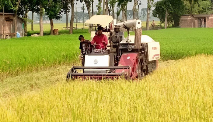 একই জমিতে চার ফসলের স্বপ্ন দেখছেন দিনাজপুরের কৃষকরা একই জমিতে চার ফসলের স্বপ্ন দেখছেন দিনাজপুরের কৃষকরা