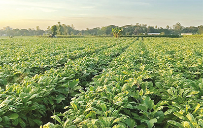 চলতি মৌসুমে চন্দনাইশে ১৭৭ কোটি ৭০ লাখ টাকার সবজি উৎপাদনের লক্ষ্যমাত্রা চলতি মৌসুমে চন্দনাইশে ১৭৭ কোটি ৭০ লাখ টাকার সবজি উৎপাদনের লক্ষ্যমাত্রা
