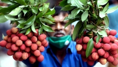 ১০০ লিচু কিনলে থাকছে ৭০টি, লিচু কিনুন গুনেগুনে