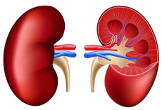 দেশে প্রতি বছর ৪০ হাজার মানুষের কিডনি বিকল হয়