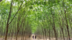 পর্যটকদের আকর্ষণ রামুর ঐতিহ্যবাহি রাবার বাগান