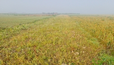 ১৪৪ ধারা অমান্য করে জামায়াত নেতার জমি থেকে ফসল কাটার অভিযোগ