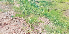 অর্ধশত লেবু গাছ কেটে ফেলেছে দুর্বৃত্তরা  