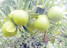দেশীয় মাল্টা চাষে সাফল্য  