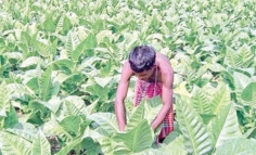 কিছুতেই কমছে না ঝুঁকিপূর্ণ তামাক চাষ  