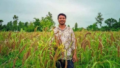 কাউন চাষে তরুণ উদ্যোক্তা রেজার সাফল্য